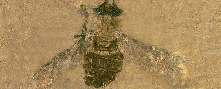 Вчені дізналися, що їла муха 47 мільйонів років тому