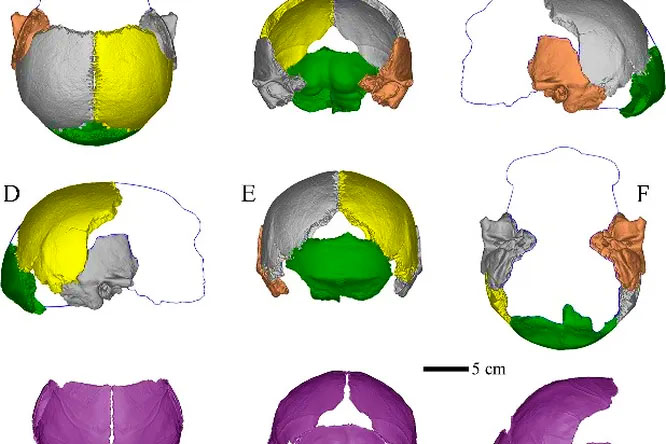 Вчені реконструювали череп чоловіка, який жив на території Китаю 200 000 років тому