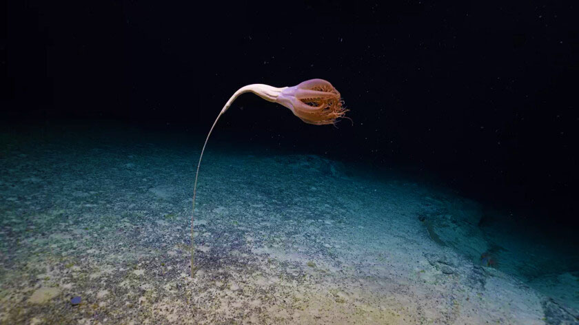 Вчені виявили на глибині 3 км у Тихому океані дивну істоту – 2