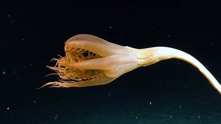 Вчені виявили на глибині 3 км у Тихому океані дивну істоту