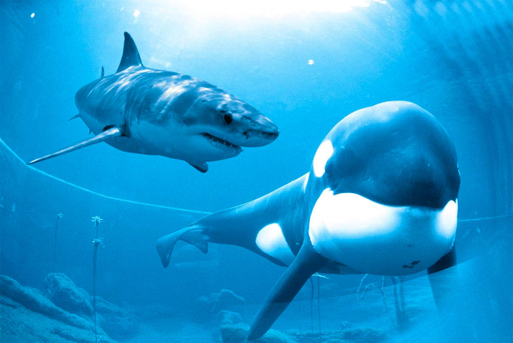 Вчені вперше зняли полювання косаток на білих акул
