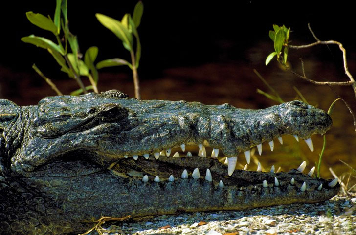 Вчені з'ясували, чому крокодили майже не змінилися за 200 млн років