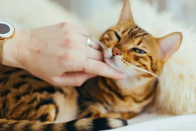 Ви неправильно гладите свою кішку – як перестати дратувати улюбленця