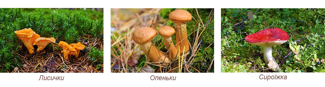 Види їстівних грибів – 3