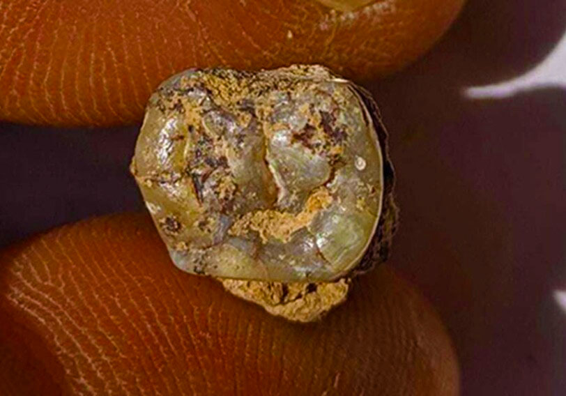 Зуб стародавньої людини віком 1,8 млн років знайшли в Грузії