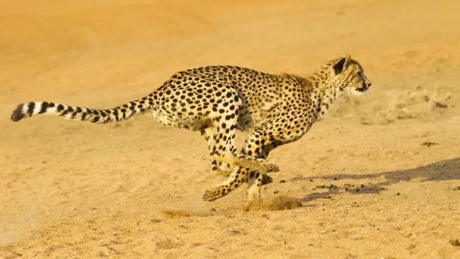 10 найшвидших тварин у світі – 5