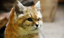 10 незвичайних видів диких кішок, яких важко приручити