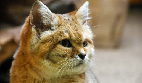 10 незвичайних видів диких кішок, яких важко приручити