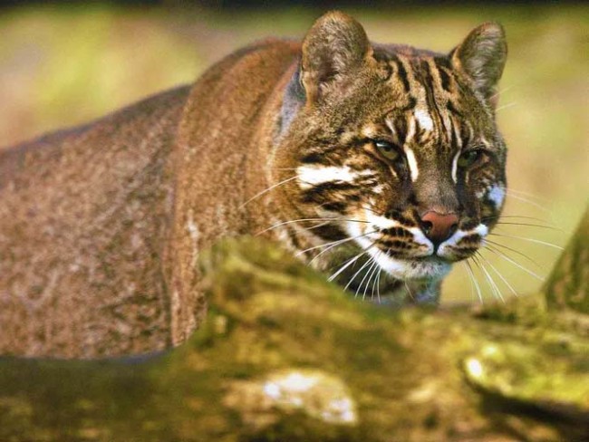 10 незвичайних видів диких кішок, яких важко приручити – 4
