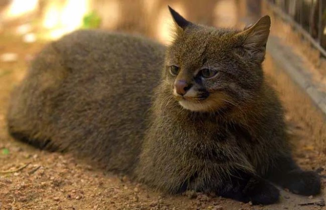 10 незвичайних видів диких кішок, яких важко приручити – 6