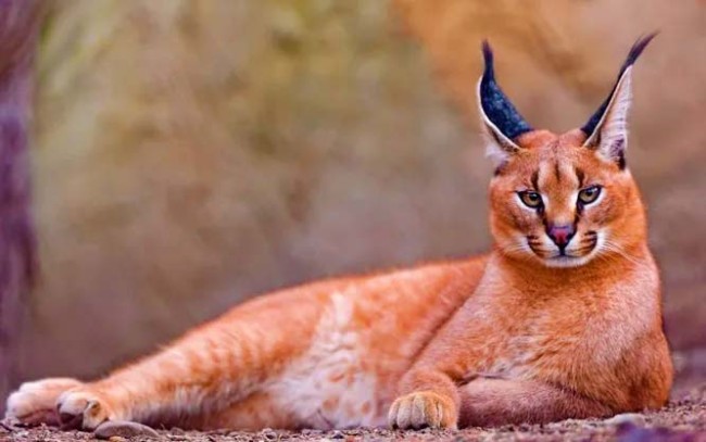 10 незвичайних видів диких кішок, яких важко приручити – 9