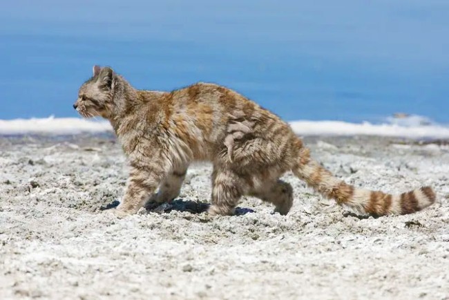 10 незвичайних видів диких кішок, яких важко приручити – 2