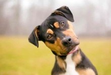 3 причини, через які собаки нахиляють голови вбік