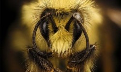 Бджоли стали жити вдвічі менше, ніж 50 років тому: дослідження вчених