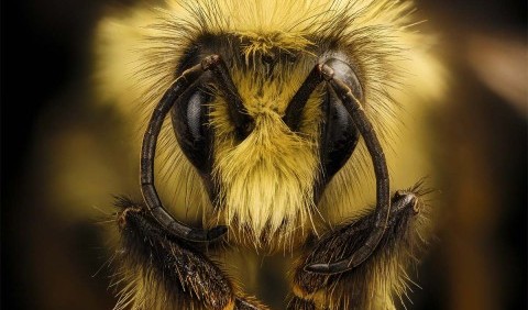 Бджоли стали жити вдвічі менше, ніж 50 років тому: дослідження вчених