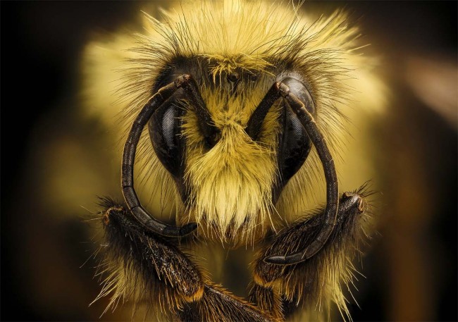 Бджоли стали жити вдвічі менше, ніж 50 років тому