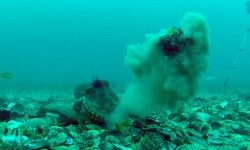 Бійка восьминогів: у мережі показали, як головоногі кидають один в одного раковини