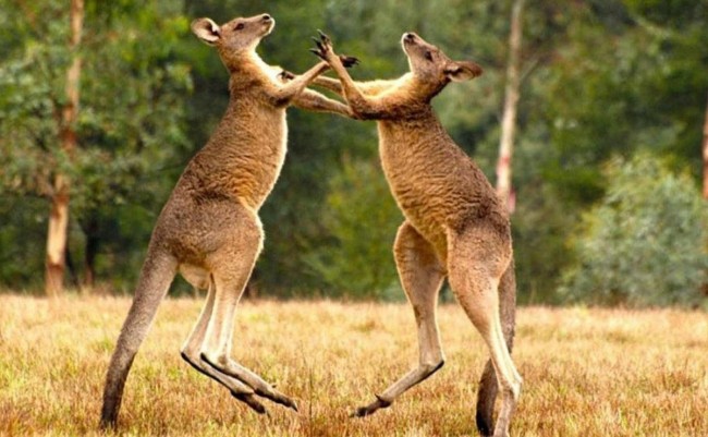 Самці кенгуру б'ються за право бути альфою