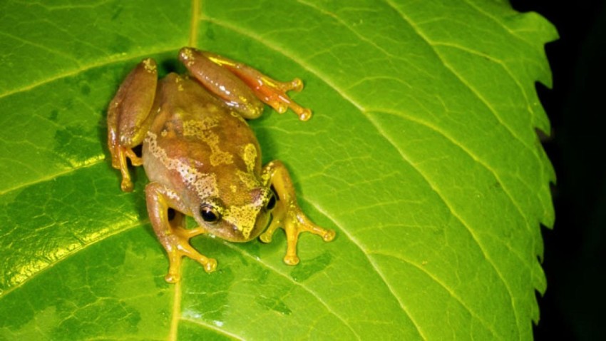 Біологи відкрили жаб, які не вміють квакати та спілкуються дотиками – 2