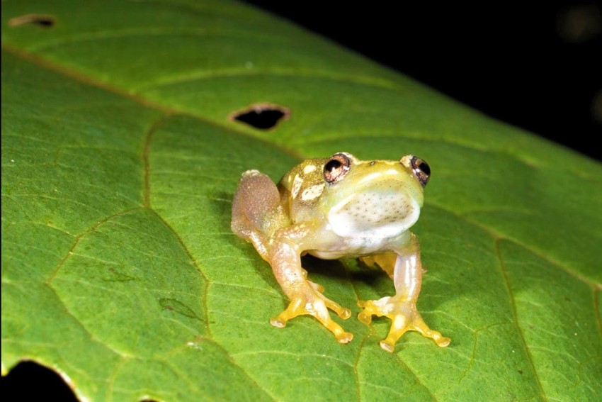 Біологи відкрили жаб, які не вміють квакати та спілкуються дотиками