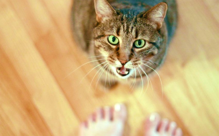 Чарівне «мяу» та інші хитрощі – як кішки маніпулюють людьми - 2