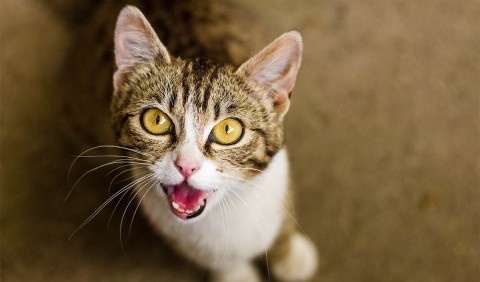 Чарівне «мяу» та інші хитрощі: як кішки маніпулюють людьми