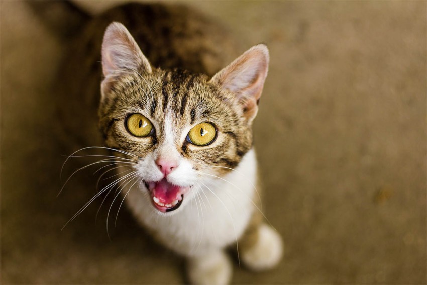 Чарівне «мяу» та інші хитрощі – як кішки маніпулюють людьми