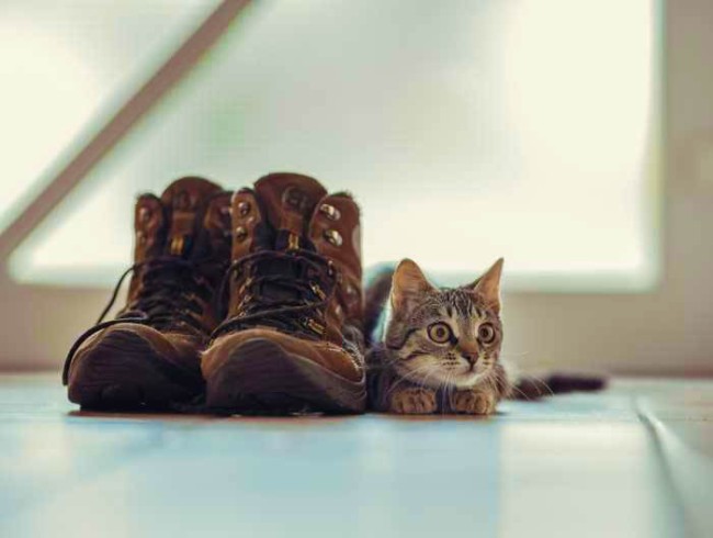 Чим вивести запах котячої сечі з взуття – 3