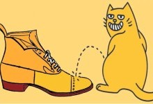 Чим вивести запах котячої сечі з взуття