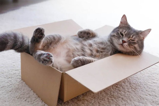 Чому кішки люблять сидіти у картонних коробках – 2