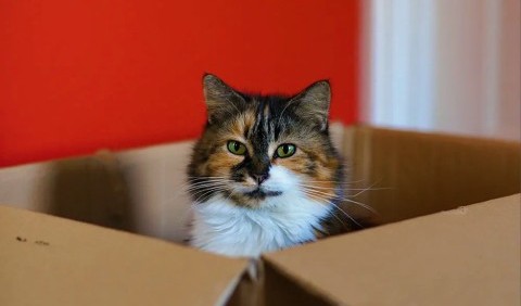 Чому кішки люблять сидіти у картонних коробках