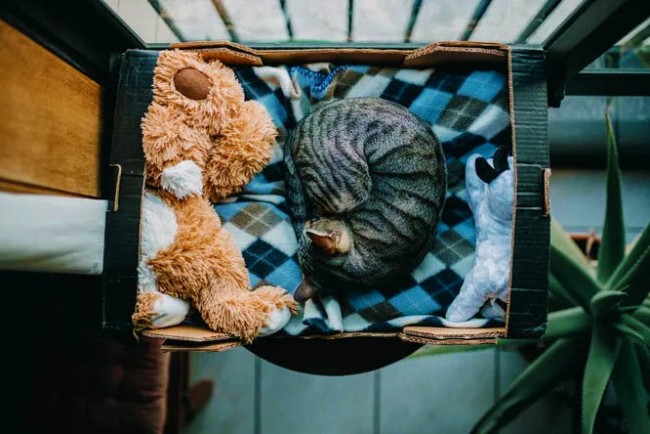 Чому кішки так люблять спати в раковинах – 3