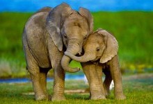 Чому слони ходять вагітними так довго?