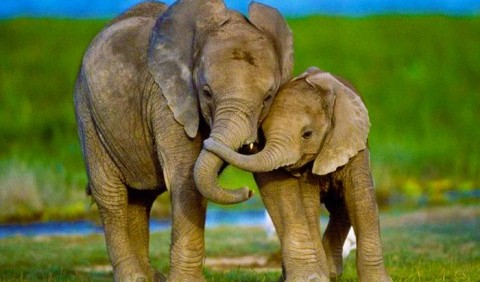 Чому слони ходять вагітними так довго?