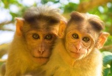 Експеримент зі спаровування мавп проведуть на китайській космічній станції