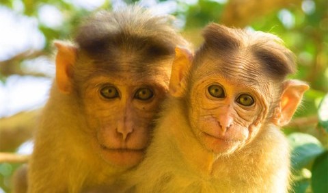 Експеримент зі спаровування мавп проведуть на китайській космічній станції