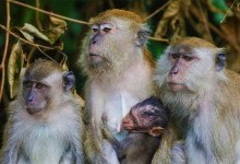 Генетики розкрили таємницю появи «безволосої мавпи»