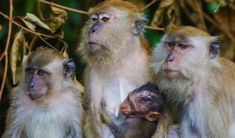 Генетики розкрили таємницю появи «безволосої мавпи»