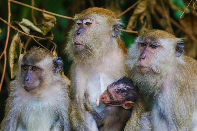 Генетики розкрили таємницю появи безволосої мавпи