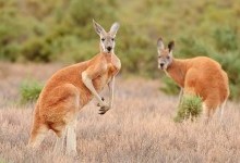 18 цікавих фактів про кенгуру