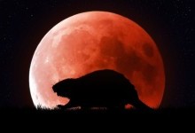 «Кривавий бобровий місяць» сходить (і затемняється) 8 листопада