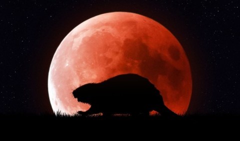 «Кривавий бобровий місяць» сходить (і затемняється) 8 листопада