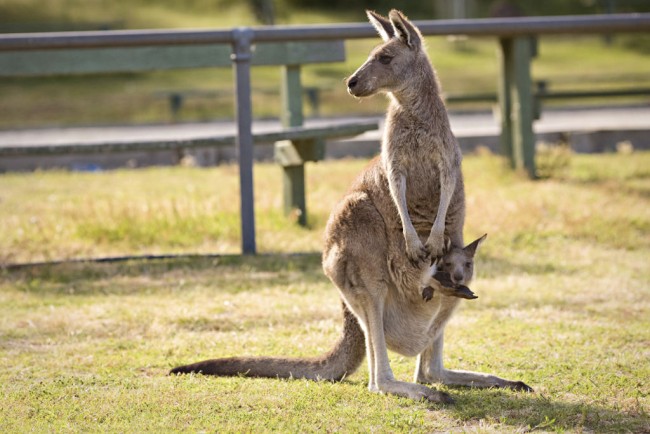 Малюк кенгуру в материній сумці