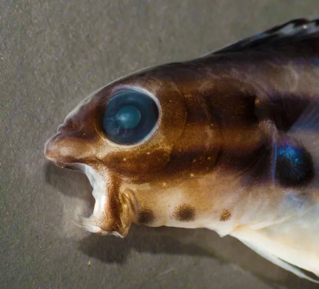 Морські опіумні вампіри – риби з незвичайною отрутою – 2