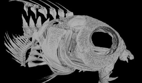 Морські опіумні вампіри: риби з незвичайною отрутою