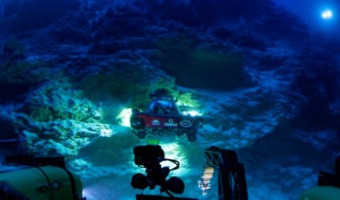 Життя у прірві: на глибині 500 метрів під водою виявлено цілий світ