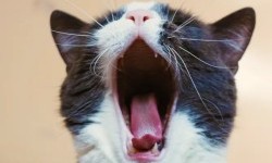 Ніколи не вмикайте котам людську музику: 6 фактів про котячих, які корисно знати