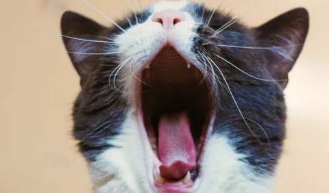 Ніколи не вмикайте котам людську музику: 6 фактів про котячих, які корисно знати