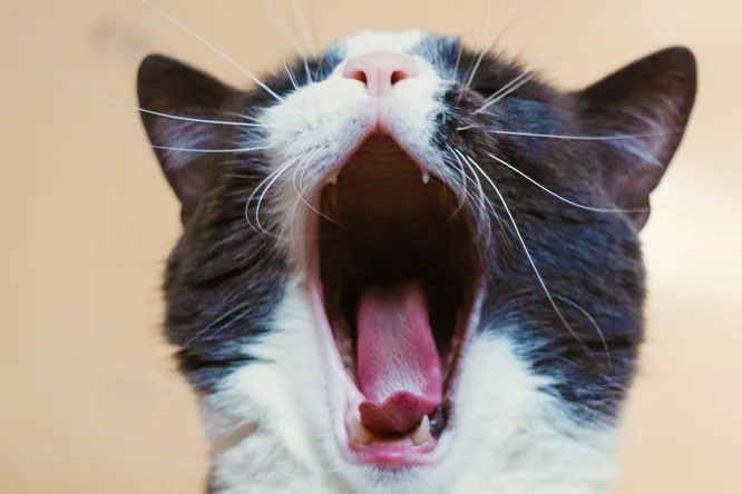 Ніколи не вмикайте котам людську музику – 6 фактів про котячих, які корисно знати