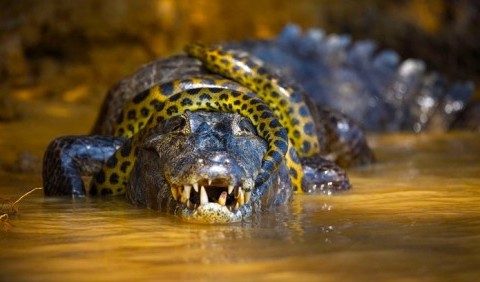 Тяжкий обід: подивіться на крокодила, якого повністю проковтнув 5-метровий пітон з Флориди